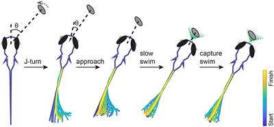 From perception to behavior: The neural circuits underlying prey hunting in larval zebrafish